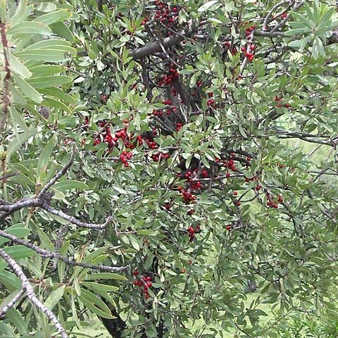 Tapinanthus oleifolius unspecified picture