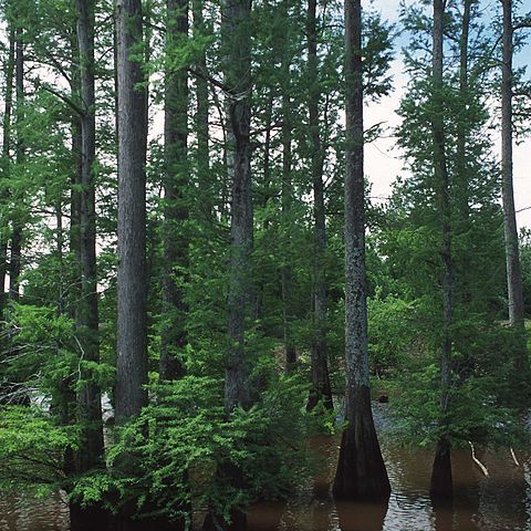 Taxodium unspecified picture