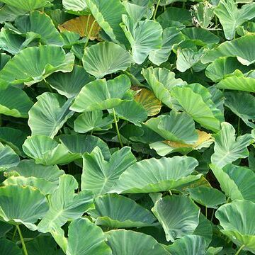 Colocasia unspecified picture