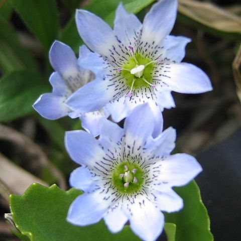 Gentiana thunbergii var. minor unspecified picture