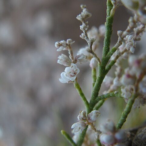 Tamarix usneoides unspecified picture