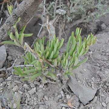 Talinopsis frutescens unspecified picture