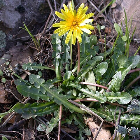 Taraxacum cyprium unspecified picture