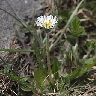 Taraxacum coreanum unspecified picture