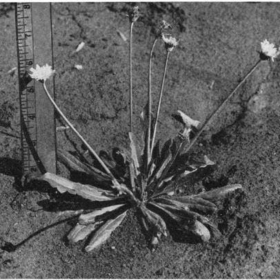 Taraxacum kok-saghyz unspecified picture