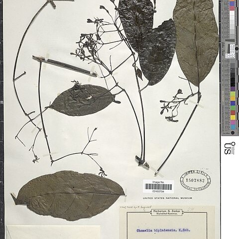 Tarenna bipindensis unspecified picture