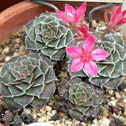 Graptopetalum bellum unspecified picture