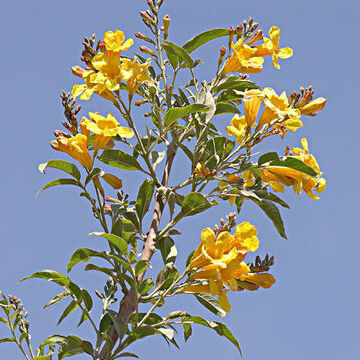 Handroanthus lapacho unspecified picture