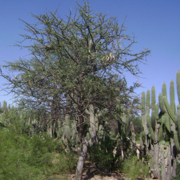 Tabebuia nodosa unspecified picture