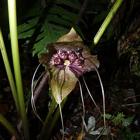 Tacca borneensis unspecified picture