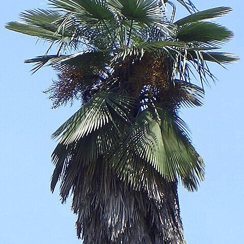 Trachycarpus takil unspecified picture