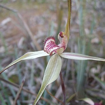 Caladenia fulva unspecified picture