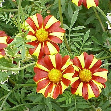 Tagetes unspecified picture