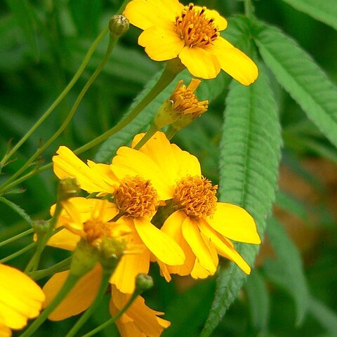 Tagetes lemmonii unspecified picture