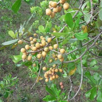 Uapaca guineensis unspecified picture