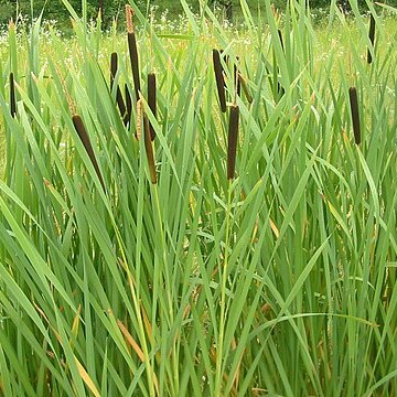 Typha unspecified picture