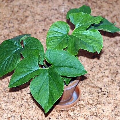 Typhonium varians unspecified picture