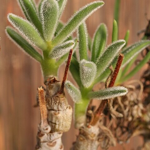 Tylecodon leucothrix unspecified picture