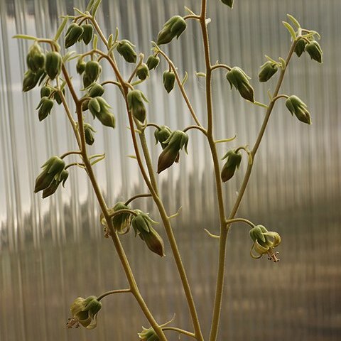 Tylecodon rubrovenosus unspecified picture