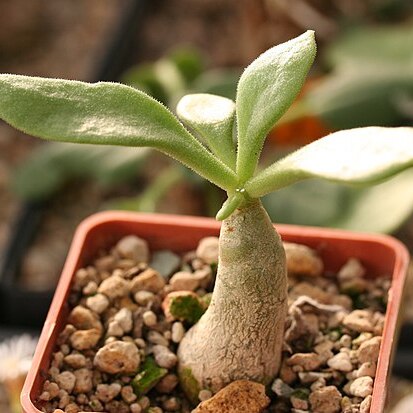 Tylecodon bruynsii unspecified picture