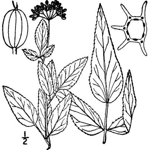 Thaspium trifoliatum unspecified picture