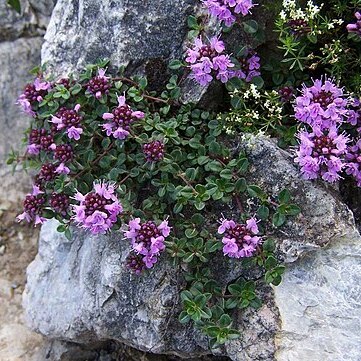 Thymus pulcherrimus unspecified picture