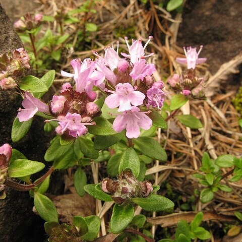 Thymus quinquecostatus unspecified picture