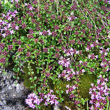 Thymus alpestris unspecified picture