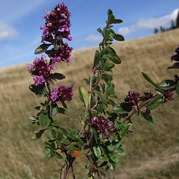 Thymus alpestris unspecified picture