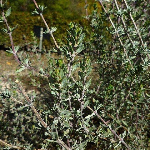 Thymus albicans unspecified picture