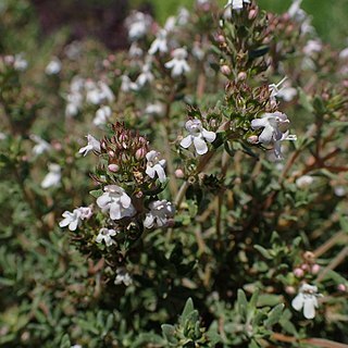 Thymus thracicus unspecified picture