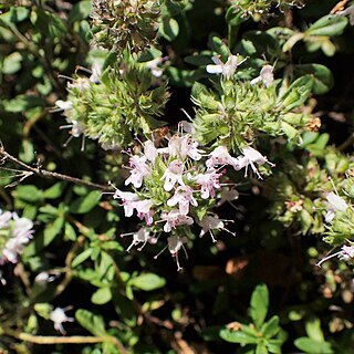 Thymus degenii unspecified picture