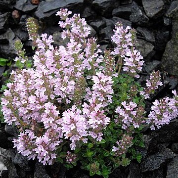 Thymus comosus unspecified picture