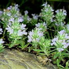 Thymus spinulosus unspecified picture