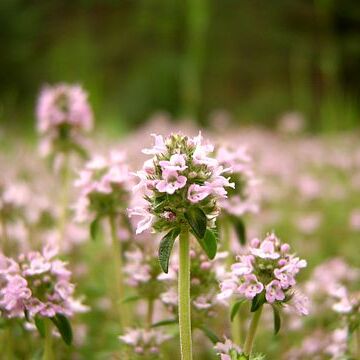 Thymus unspecified picture