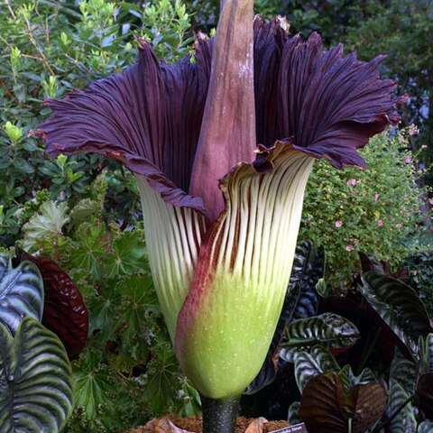 Amorphophallus titanum unspecified picture