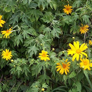 Tithonia unspecified picture