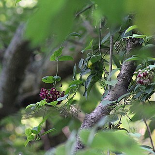 Thenardia floribunda unspecified picture