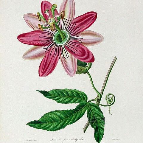 Passiflora pinnatistipula unspecified picture