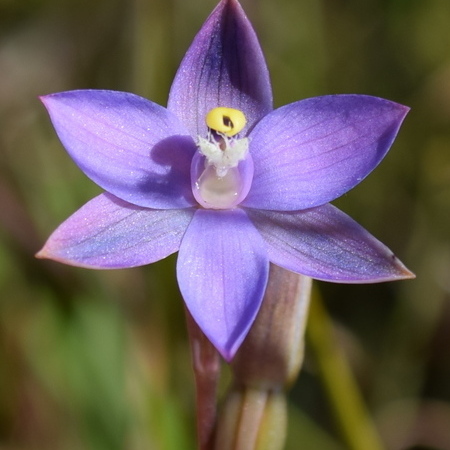 Thelymitra arenaria unspecified picture