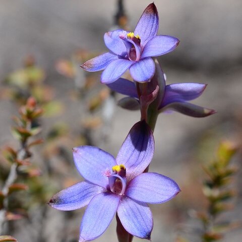 Thelymitra azurea unspecified picture