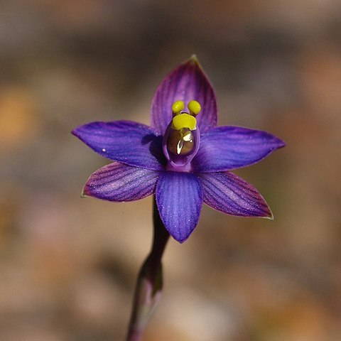 Thelymitra matthewsii unspecified picture