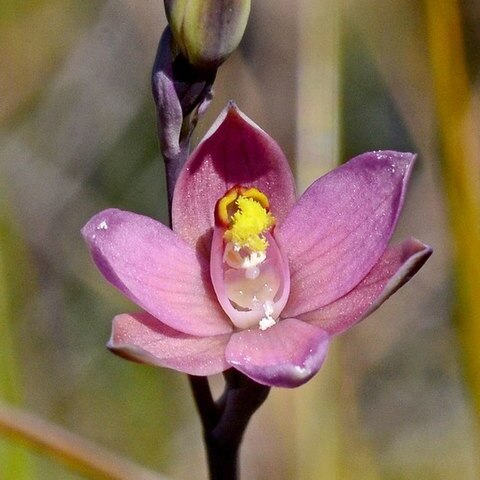 Thelymitra luteocilium unspecified picture