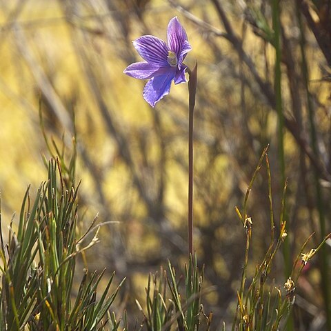 Thelymitra cyanea unspecified picture