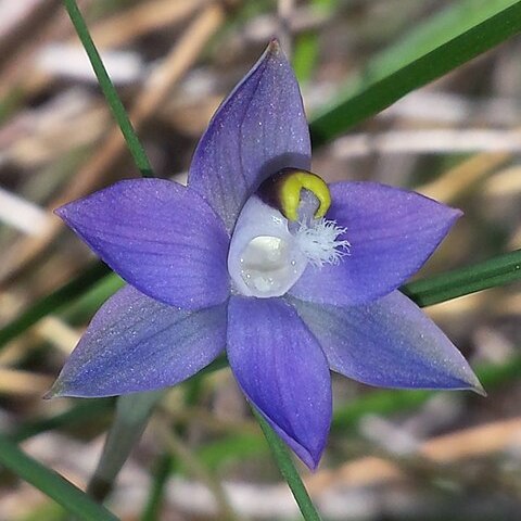 Thelymitra brevifolia unspecified picture