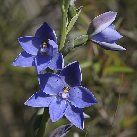 Thelymitra juncifolia unspecified picture