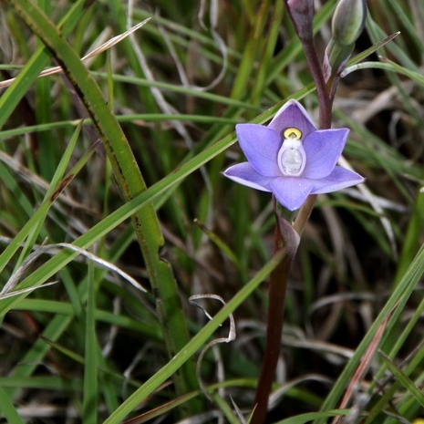 Thelymitra gregaria unspecified picture