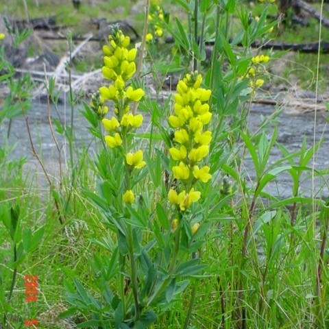 Thermopsis montana unspecified picture