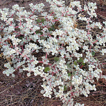 Tidestromia lanuginosa unspecified picture