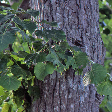 Tilia japonica unspecified picture